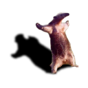 Pichel