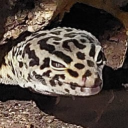 vaoba