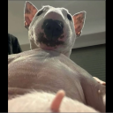 doidpied