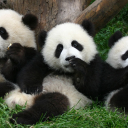 bigpanda0797
