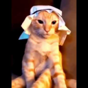 habibithearabcat